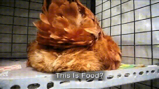 chicken laying egg.gif